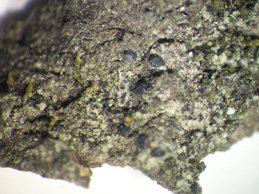 [Arthonia ligniaria]