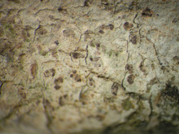 [Arthonia cinnabarina]