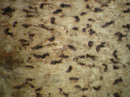 [Arthonia cinnabarina]