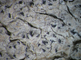 [Arthonia albopulverea]