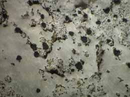 [Arthonia calcicola]