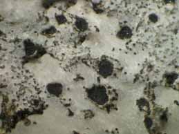 [Arthonia calcicola]