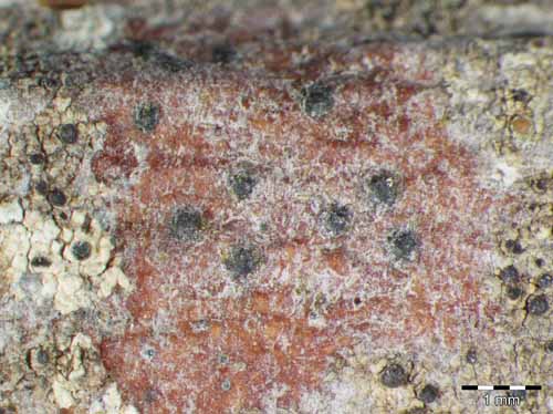 [Arthopyrenia analepta]