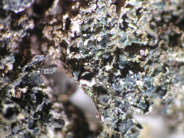 [Arthrorhaphis aeruginosa]