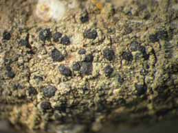 [Arthrosporum populorum]