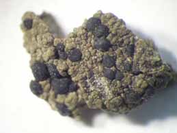 [Arthrosporum populorum]