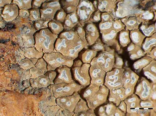 [Aspicilia albosparsa]