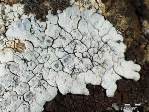 [Aspicilia farinosa]