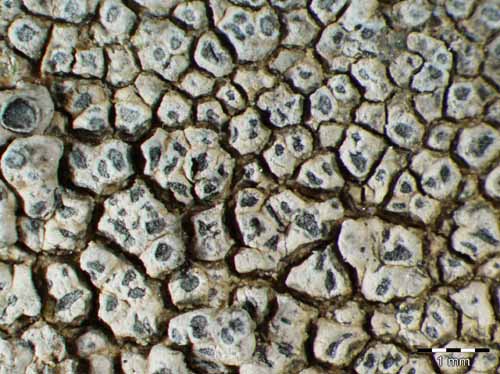 [Aspicilia hoffmannii]