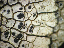 [Aspicilia cheresina]