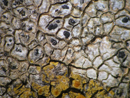 [Aspicilia calcarea]