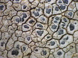 [Aspicilia calcarea]