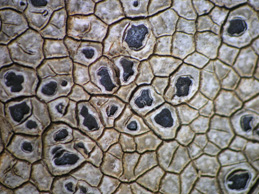 [Aspicilia calcarea]