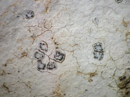 [Aspicilia substerilis]