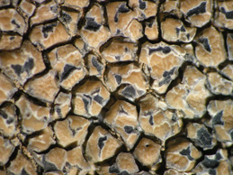 [Aspicilia cupreoglauca]