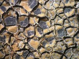 [Aspicilia cupreoglauca]