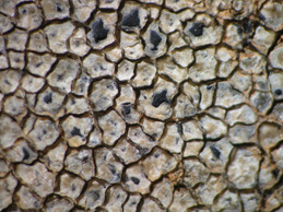 [Aspicilia intermutans]