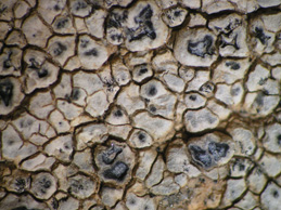 [Aspicilia intermutans]