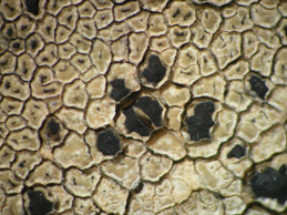 [Aspicilia intermutans]