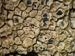 [Aspicilia intermutans]