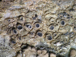 [Aspicilia contorta]