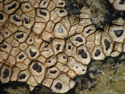 [Aspicilia intermutans]