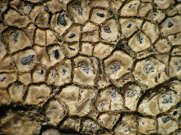 [Aspicilia intermutans]