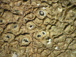 [Aspicilia contorta]