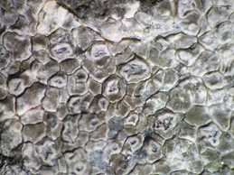 [Aspicilia contorta]