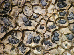 [Aspicilia intermutans]