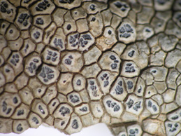 [Aspicilia intermutans]