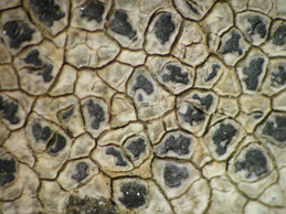 [Aspicilia calcarea]