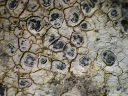 [Aspicilia calcarea]