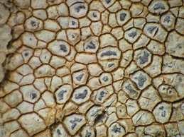 [Aspicilia calcarea]