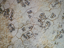 [Aspicilia substerilis]