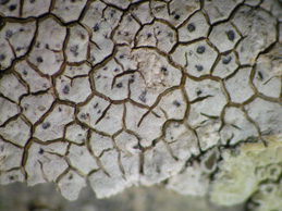 [Aspicilia cheresina]