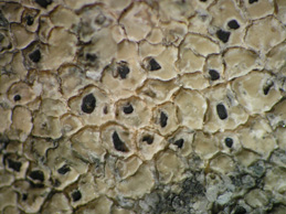 [Aspicilia intermutans]