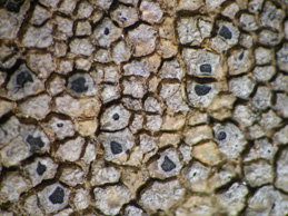 [Aspicilia intermutans]