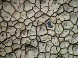 [Aspicilia intermutans]