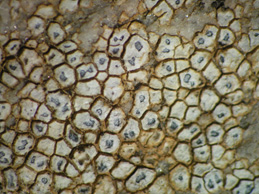 [Aspicilia calcarea]