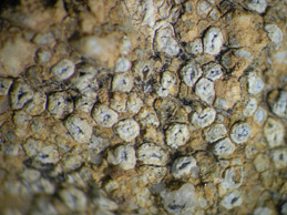 [Aspicilia contorta]