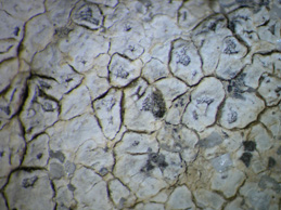 [Aspicilia calcarea]