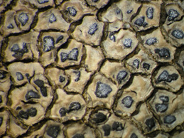 [Aspicilia cupreoglauca]