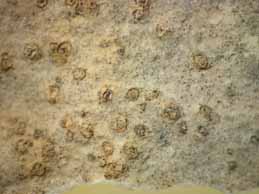 [Aspicilia coronata]