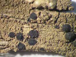 [Bacidia auerswaldii]