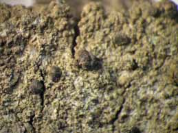 [Bacidia beckhausii]