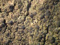 [Bacidia beckhausii]