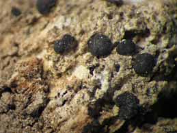 [Bacidia circumspecta]