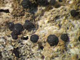 [Bacidia circumspecta]