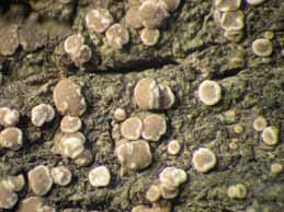 [Bacidia parathalassica]